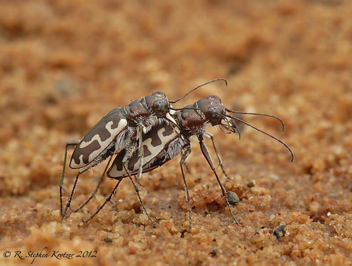 Cicindela hirticollis